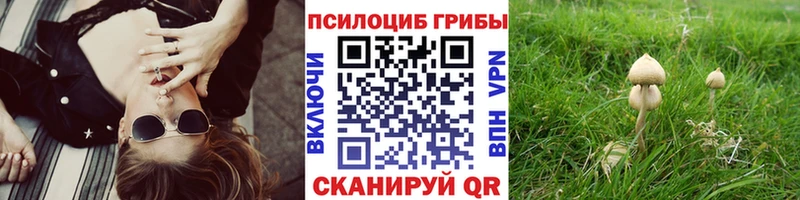 дарк нет состав  Ивантеевка  Псилоцибиновые грибы Psilocybine cubensis  закладки 